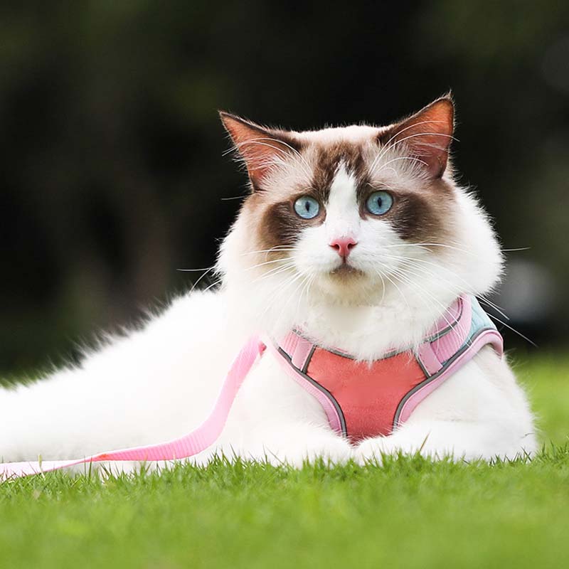 PawSure™ – Reflecterend Kattenharnas voor Veilig & Comfortabel Wandelen